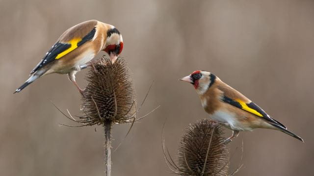 Goldfinches on teasels
